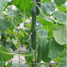 HCU17 Gainian 16 a 18 cm de longitud, parthenocarpy f1 semillas de pepino híbrido para invernadero